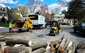 Best Palm Tree Trimming  in Hillsboro, MO